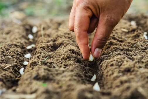 vegetables in garden