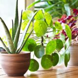 indoor plants