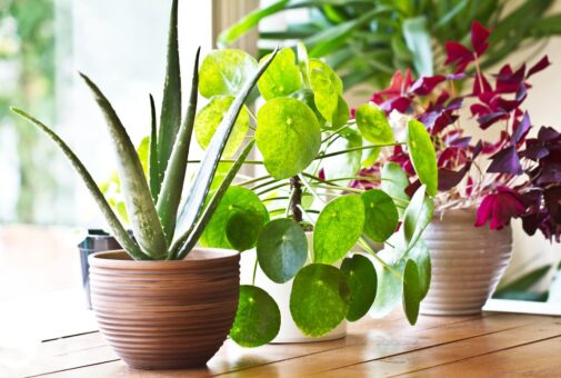 indoor plants