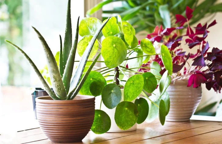 indoor plants