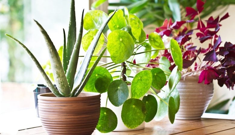 indoor plants