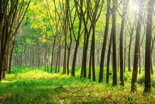 tree plantation