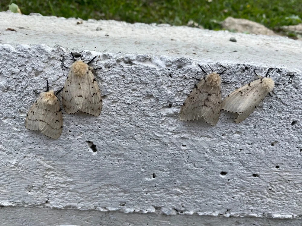 The Survey Blind Spot: How Moth Infestations Quietly Damage Property Values and Transactions
